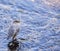 American dipper resting water reflection