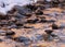 An American dipper stands on a rock in the icy river hunting for aquatic insects near a snow covered bank