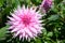 American Dream Dahlia Semi-cactus Pink bloom