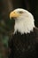 American eagle 2