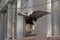 American eagle at Grand Central Terminal, iconic architectural detail, New York, NY, USA