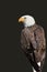 American Eagle - Haliaeetus leucocephalus