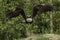 American eagle taking off