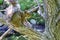 American Eastern gray squirrel on a branch closeup