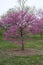 American Eastern Redbud 2020 I