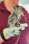 American Eastern Screech Owl raptor tamed and on leather glove of trainer