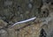 American Eel Above - Morrison Springs Cavern