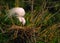 American Egret on Nest