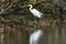 American Egret Patrolling Along Pond Edge