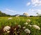 American elderberry flowers in a field in Irvine, Warren County, Pennsylvania, USA