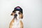 American election activism concept: staffordshire terrier dog in patriotic baseball hat. Pitbull terrier in trucker hat with