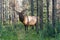 American elk, Cervus canadensis