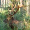 American elk, Cervus canadensis