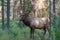 American elk, Cervus canadensis