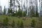 American Elk or Wapiti in Idaho