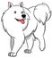 American Eskimo Cartoon Dog