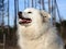 American Eskimo Dog