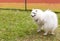 American Eskimo Dog