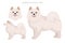 American eskimo dog all colours clipart. Different coat colors set