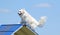 American Eskimo Dog at Dog Agility Trial