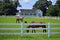 American Farm House Horse Pig Picket Fence