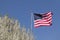 American Flag and Flowering Dogwood