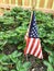 American flag in strawberry patch