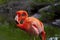 American Flamingo