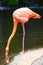 An American Flamingo