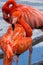 American flamingo cleaning its feathers