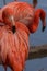 American flamingo cleaning its feathers