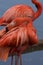 American flamingo cleaning its feathers