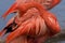 American flamingo cleaning its feathers