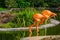 American Flamingo couple drinking water together, colorful tropical birds from America