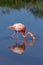 American Flamingo - Galapagos Islands - Ecuador