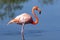 American Flamingo - Galapagos Islands - Ecuador