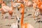 American flamingo group resting in the sun