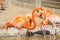 American flamingo group resting in the sun