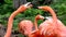 American flamingo, orange/pink plumage, Oklahoma City Zoo and Botanical Garden