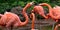 American flamingo, orange/pink plumage, Oklahoma City Zoo and Botanical Garden