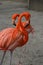 American Flamingo Pair Close Up