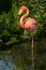 American Flamingo - Phoenicopterus ruber