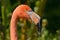 American Flamingo - Phoenicopterus ruber