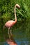 American Flamingo - Phoenicopterus ruber