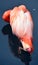 American flamingo Phoenicopterus ruber