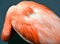 American flamingo Phoenicopterus ruber