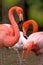 The American flamingo Phoenicopterus ruber, group of large pink birds, long neck, fluffy feathers.