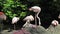 The American flamingo, Phoenicopterus ruber is a large species of flamingo