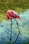 American flamingo Phoenicopterus ruber is a large species of flamingo