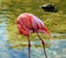 American flamingo Phoenicopterus ruber is a large species of flamingo